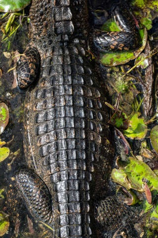 Un alligator au Big Cypress National Preserve, en Floride, en décembre 2019. “Comme les alligators sont des animaux à sang froid, ils peuvent rester des heures sans bouger”, souligne Holger T. Kirk dans “Die Zeit”.. PHOTO ERIK FREELAND/THE NEW YORK TIMES