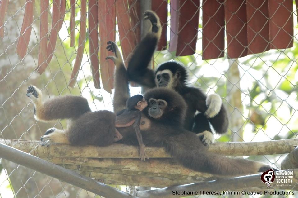 Axel is shown here with parents Ebony and Coley. GCS said that Axel's birth is a historic milestone as it will pave the way for Axel's parents to be released back to the wild. — Picture courtesy of Stephanie Theresa, Infinim Creative Productions / Gibbon Conservation Society 