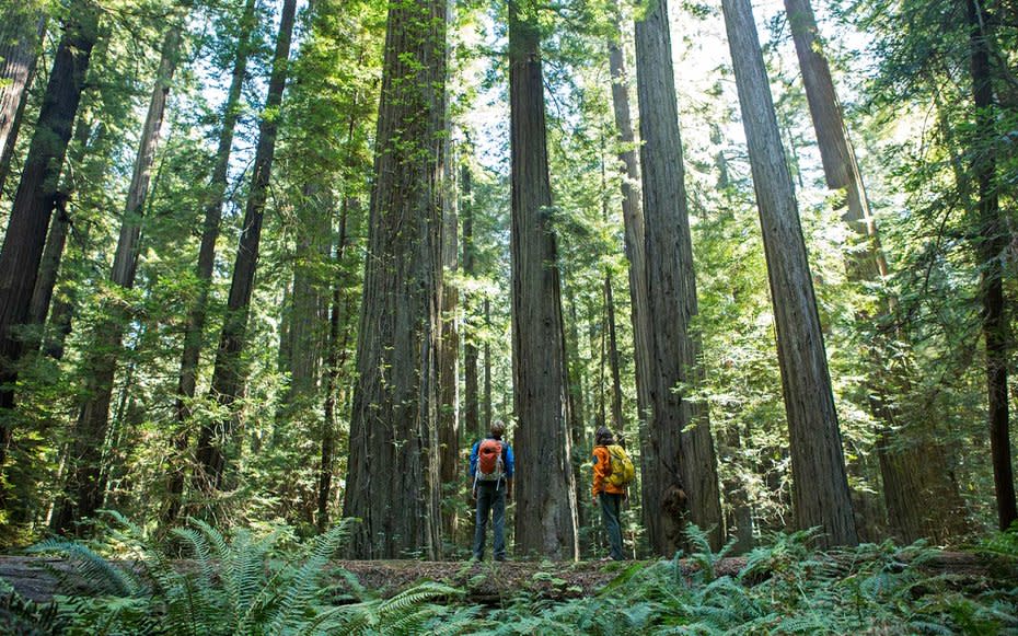 <p>Poignantly, Littenreminded us that these majestic redwoods represent five percent of what used to be there. Though today the park leads the world in restoration efforts, supply and demand throughout the 20th century almost decimated the forest completely.</p><p>Redwoods are a very good timber, and all the way back until almost the 1980s they were harvested. Ninety-fivepercent were turned into homes and railway ties all across the world. So appreciate that five percent, don't leave a trace, and learn about local conservation efforts while youre there.</p>