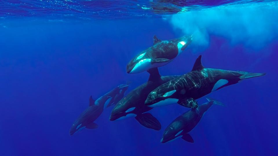 Family of free orcas swimming together.