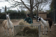 Zoo keeper Maria Malia prepares the food of two llamas in the Attica Zoological Park in Spata, near Athens, on Saturday, Jan. 23, 2021. After almost three months of closure due to COVID-19, Greece's only zoo could be approaching extinction: With no paying visitors or state aid big enough for its very particular needs, it still faces huge bills to keep 2,000 animals fed and healthy. (AP Photo/Petros Giannakouris)