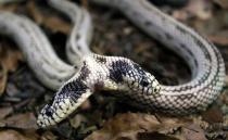 A two-headed snake named Tom and Jerry is pictured 08 May 2008 at the Vivarium exposition in Offenburg, western Germany . AFP PHOTO JOHANNA LEGUERRE