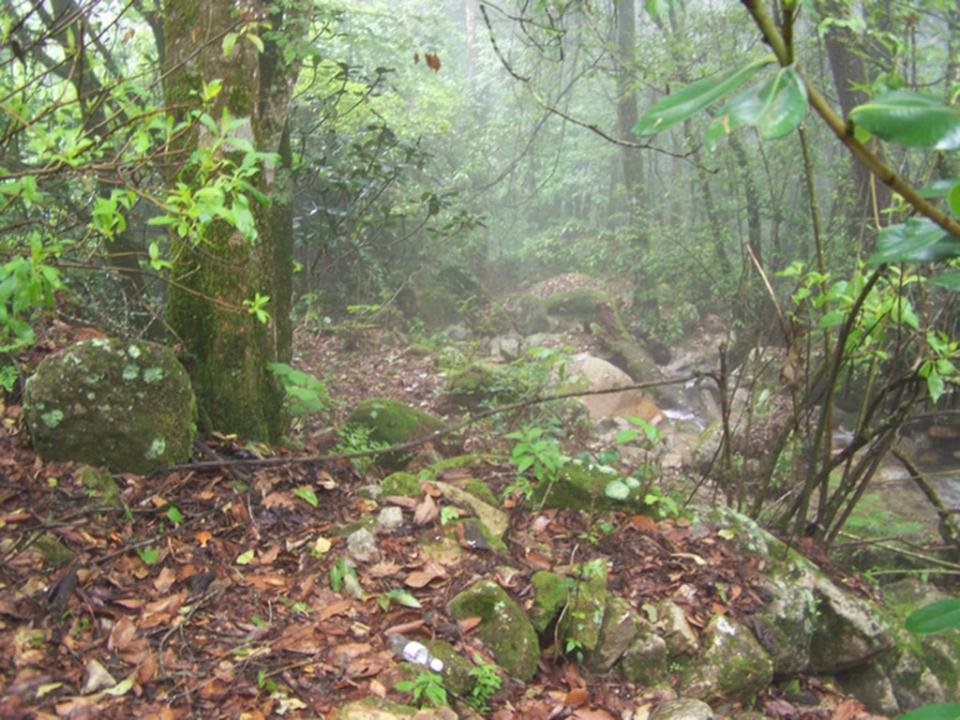 La ladera en Jalisco, México, donde se encontró a ‘C rubinus’ (Jeffrey Streicher)