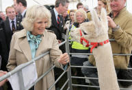 The Duchess of Cornwall befriends an alpaca during a visit to the Cornish Young Farmer's Tent at the Royal Cornwall Show, in Wadebridge. The Duchess met members of the public and toured stands during her visit.