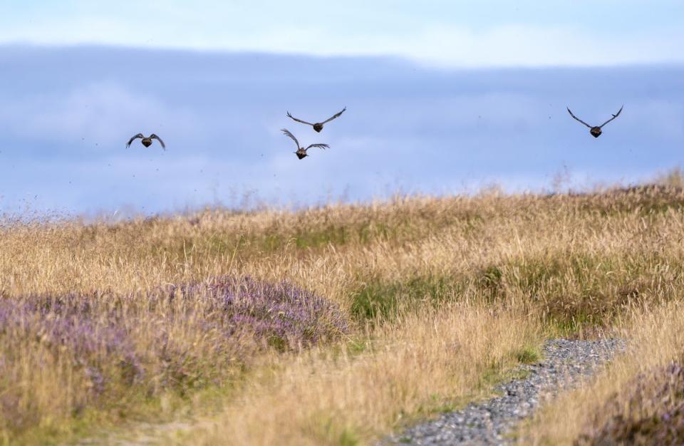 Grouse in flight on the moors in Perthshire (Jane Barlow/PA) (PA Wire)