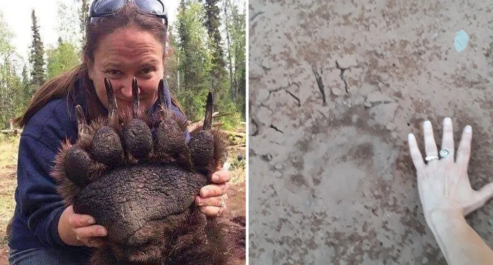 Photo of giant grizzly bear paw shown alongside a huge paw print in the sand in North America.