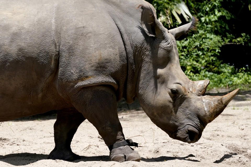 Helen, a 30-year-old white rhino, wears a fitness device on her right front leg as she walks around on the savanna at Walt Disney World's Animal Kingdom theme park, Monday, May 16, 2022, in Lake Buena Vista, Fla. The purpose of the fitness device is to gather data on the number of steps she takes each day, whether she is walking, running or napping, and which part of the man-made savanna she favors the most. (AP Photo/John Raoux)