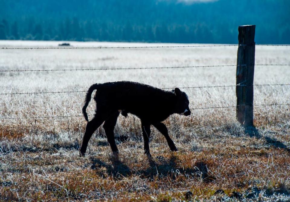 A calf walks along a frosty pasture in the Lassen Pack’s territory in Northeastern California.