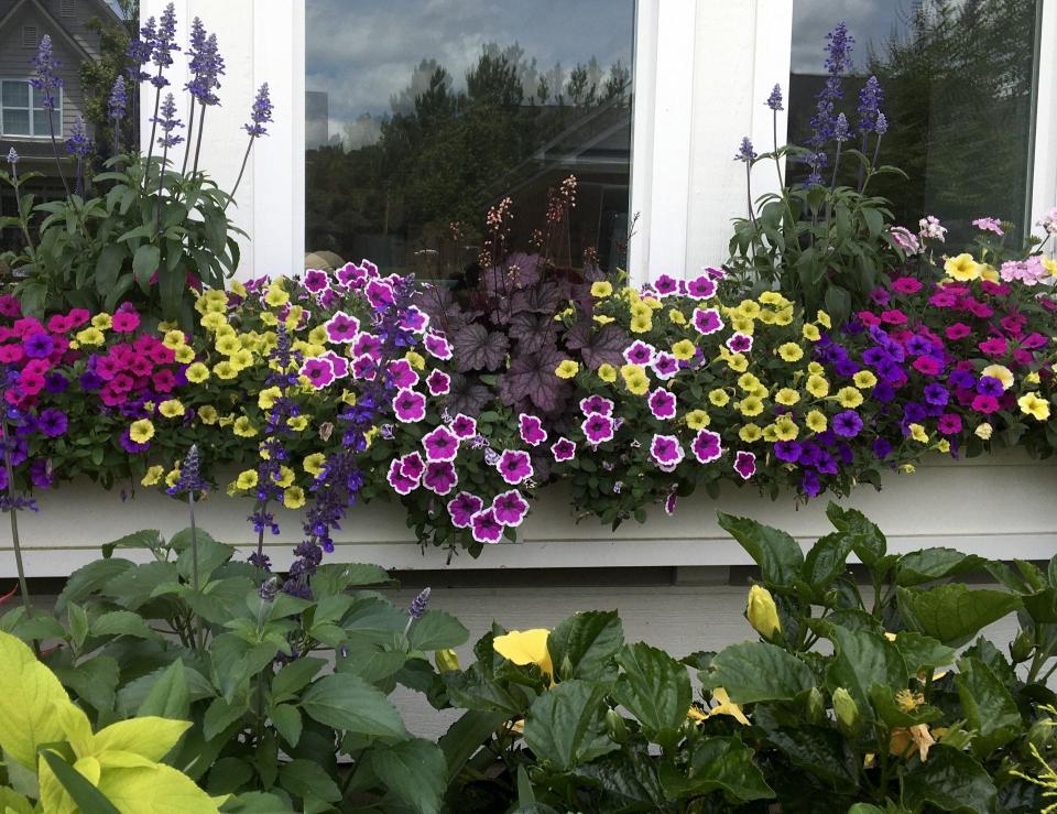 In this window box designed by Eden Estate Management, Supertunia Mini Vista Yellow is partnered with Supertunia Mini Vista Sweet Sangria and Mini Vista Indigo. Note also in the photo is Supertunia Hoopla Vivid Orchid petunia that is also debuting next year.