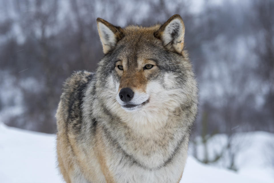 The U.S. Fish and Wildlife Service has announced that Endangered Species Act protections will be lifted for gray wolves across the lower 48 states. (Photo: Wolfgang Kaehler/LightRocket via Getty Images)