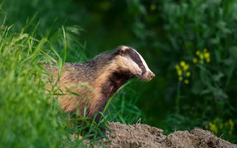 badgers - Credit: Arterra