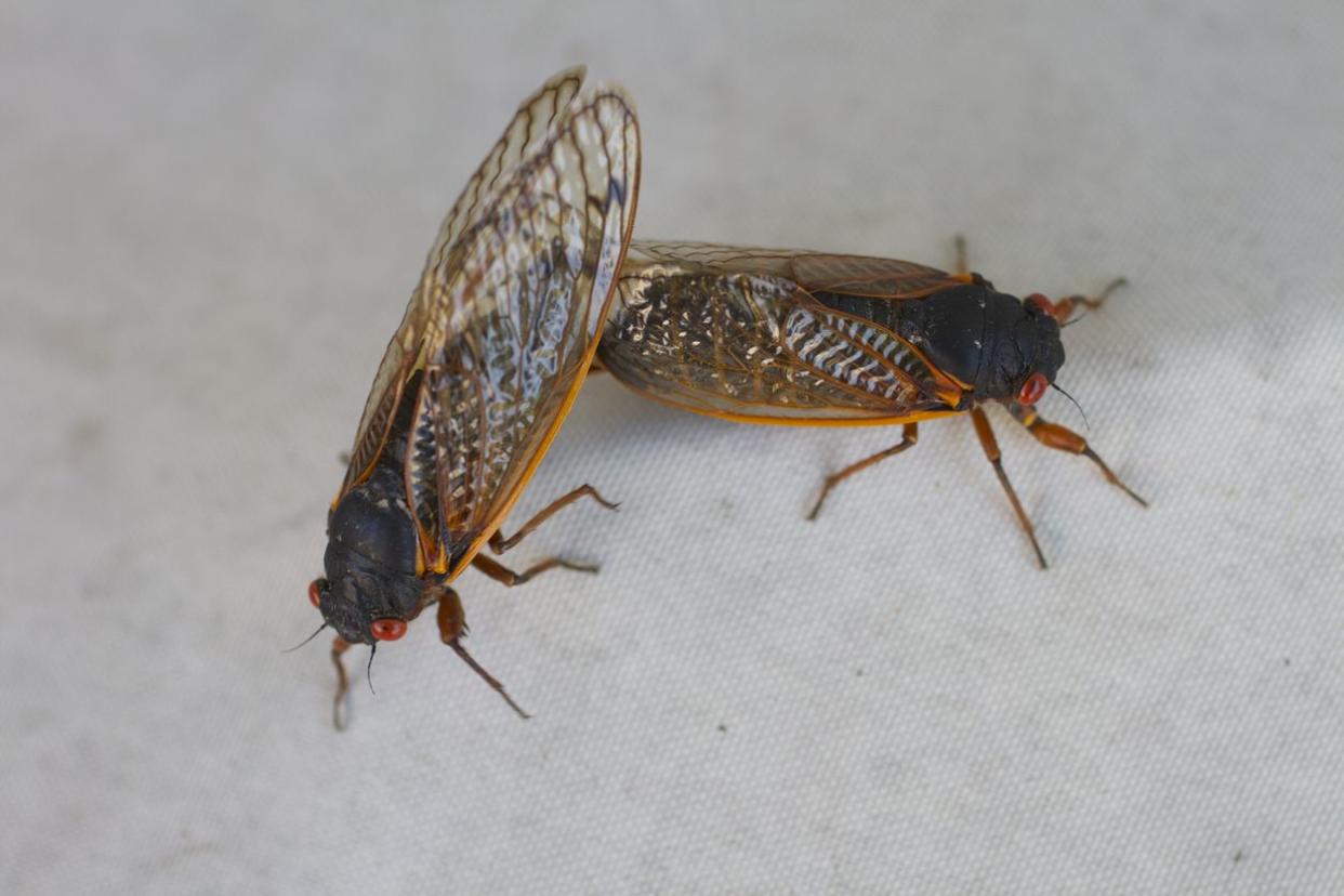 Mating Cicadas