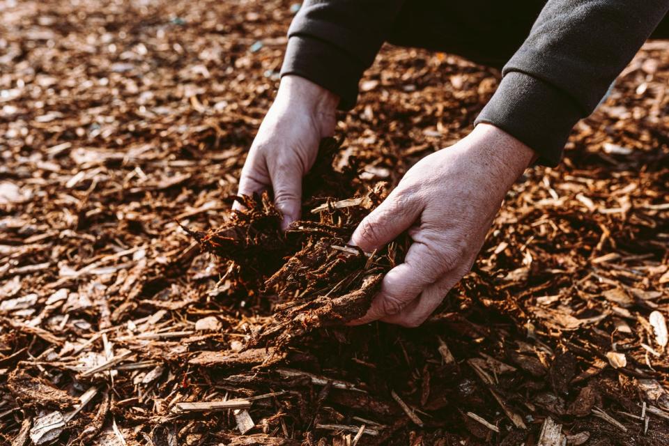 Man's hands in mulch on the ground outside.