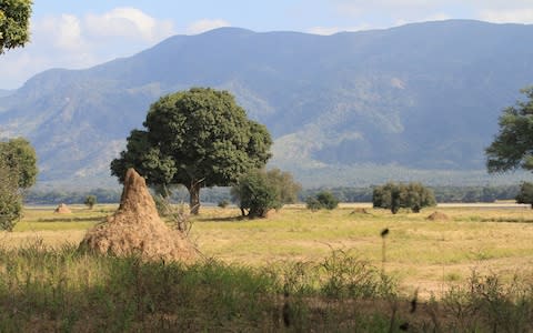 Termite Mana pools - Credit: istock