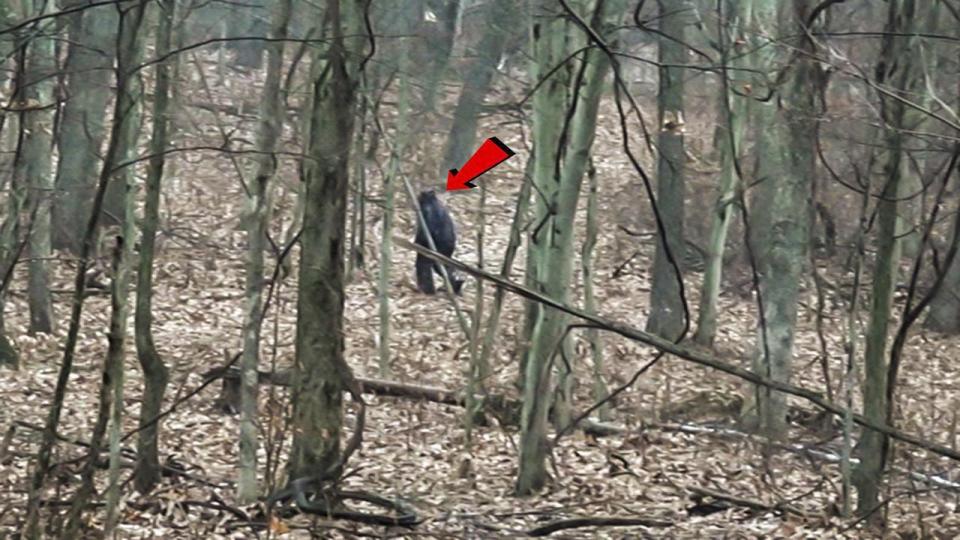 Men claim video shows Bigfoot-like creature in Ohio's Salt Fork State Park.