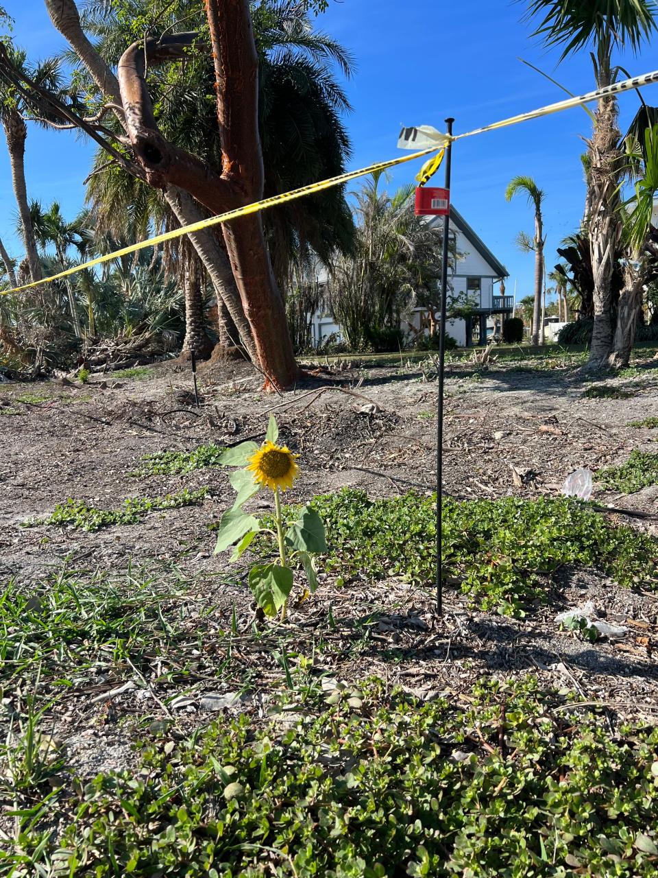 After Hurricane Ian on Sanibel, a sunflower blooms "in the middle of nowhere," said Becky Monroe