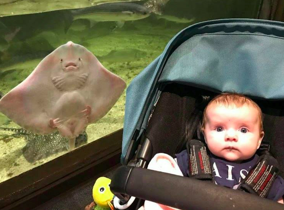 The stingray appeared to copy the glum expression of baby Daisy. (SWNS)