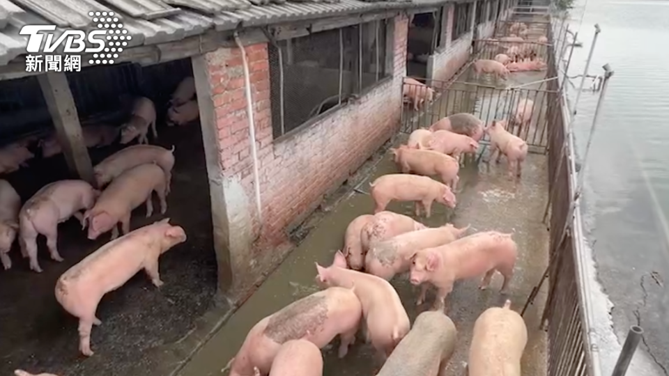 上百頭豬隻險遭滅頂。（圖／TVBS）