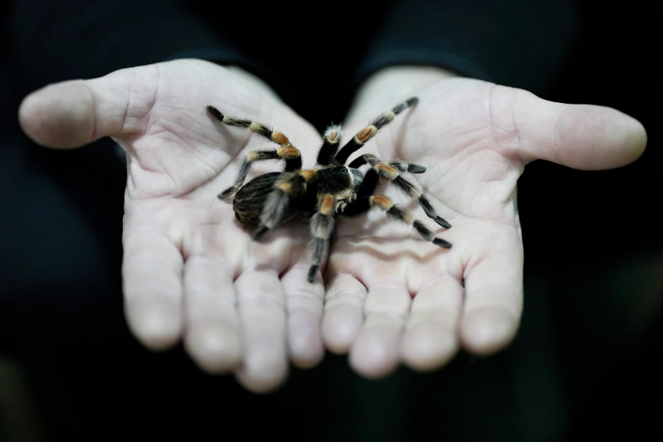 Nurse Osvaldo Negri holds a tarantula, one of his 60 pet spiders in Lanus, Argentina, Thursday, Sept. 9, 2021. The 50-year-old nurse said he began raising spiders to overcome arachnophobia and that caring for them has helped him cope with working at the hospital in the midst of COVID-19, “unplugging” as he watches and sometimes touches the spiders, feeding them cockroaches. (AP Photo/Natacha Pisarenko)