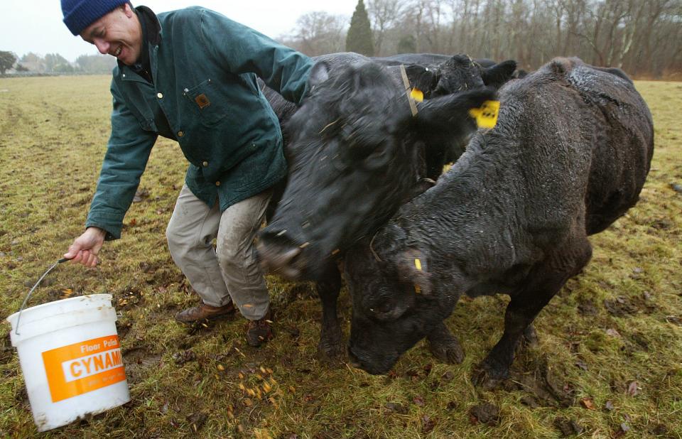 Cows try to get the best of Paul Schmidt as they move for position to try to get to the feed he is bringing to them first.