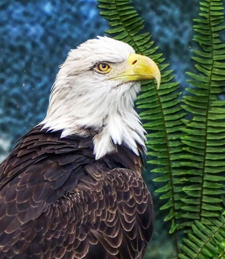 A bald eagle posing. Taken with a Sony DSC-HX400V.