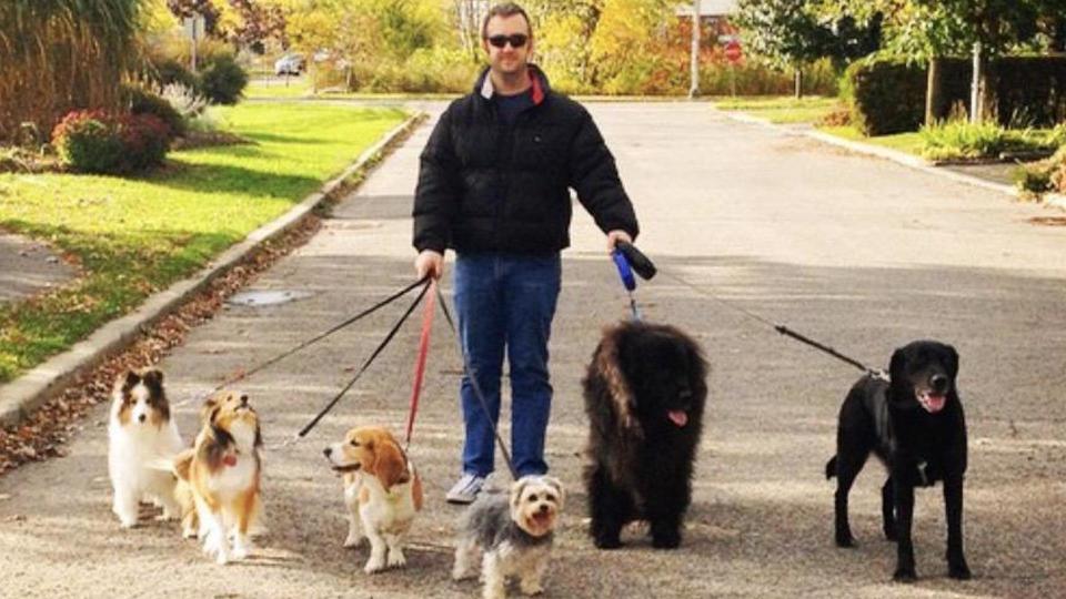 Dog walker with many dogs including a Newfoundland