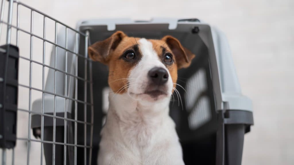 Jack Russell in travel carrier CDC dog import rabies guidelines