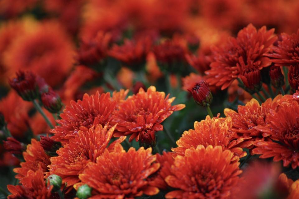 Chrysanthemum