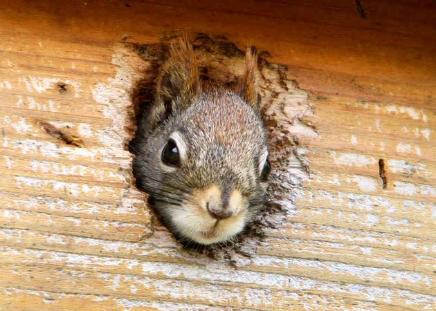 <b>Springwatch (Mon, 8pm, BBC2)</b><br><br> I always feel a bit sorry for ‘Springwatch’, in that every year it seems to come when we are either a) shivering in a freezing downpour or b) sweltering in the summer heat, as this year. Well, at the moment, anyway. It does seem a bit weird to put a show out at the very end of May/early June and name it after Spring, but if you can get over that puzzler then there’s plenty of cheery, wholesome nature fun with the cheery and wholesome threesome Chris Packham, Michaela Strachan and Martin Hughes-Games at their Ynys-hir nature reserve HQ in Wales. Never quite sure if this series is for children or adults, but either way, there’s encouragement to get out there in the garden and spot birds, as well as footage of all sorts of animal excitement in the undergrowth. In this first episode, Br’er Fox makes an appearance, to say nothing of barn owls, blue tits, pied flycatchers and kingfishers.