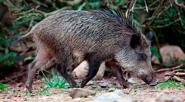 The three adults were found unconscious after reportedly eating wild boar following a hunting trip, similar to the one pictured. Picture: Supplied