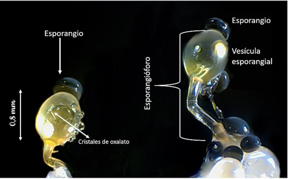 Esporangios y esporangióforos de Pilobolus kleinii.