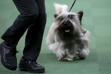 Charlie, a Skye Terrier, runs in the ring while winning the Terrier group at the Westminster Kennel Club Dog show at Madison Square Garden in New York February 16, 2016. REUTERS/Mike Segar