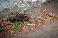 A semiconscious kite is lies by the roadside on a hot summer day in Ahmedabad, India, on May 3, 2022.