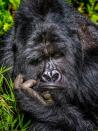 El gorila Mgahinga en el Parque Nacional de Uganda.