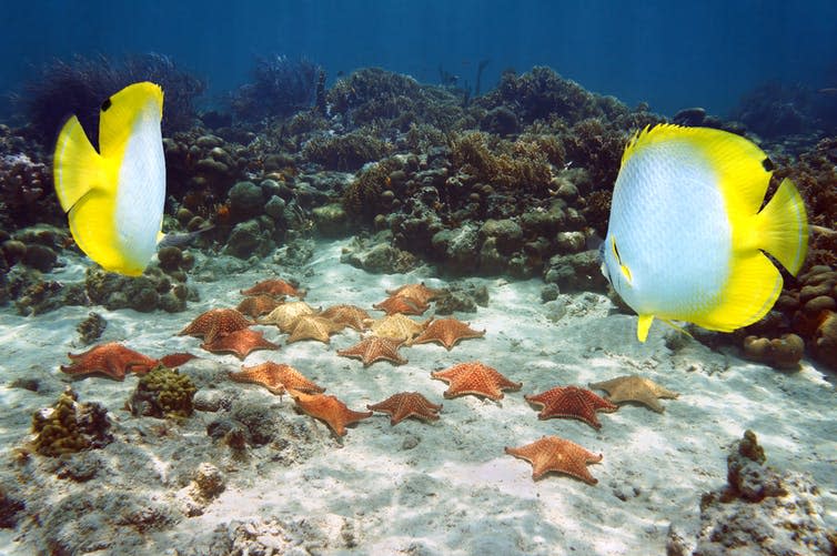 <span class="caption">Bahamas seabed.</span> <span class="attribution"><a class="link " href="https://www.shutterstock.com/image-photo/group-starfish-underwater-near-coral-reef-144850168" rel="nofollow noopener" target="_blank" data-ylk="slk:Damsea;elm:context_link;itc:0;sec:content-canvas">Damsea</a></span>