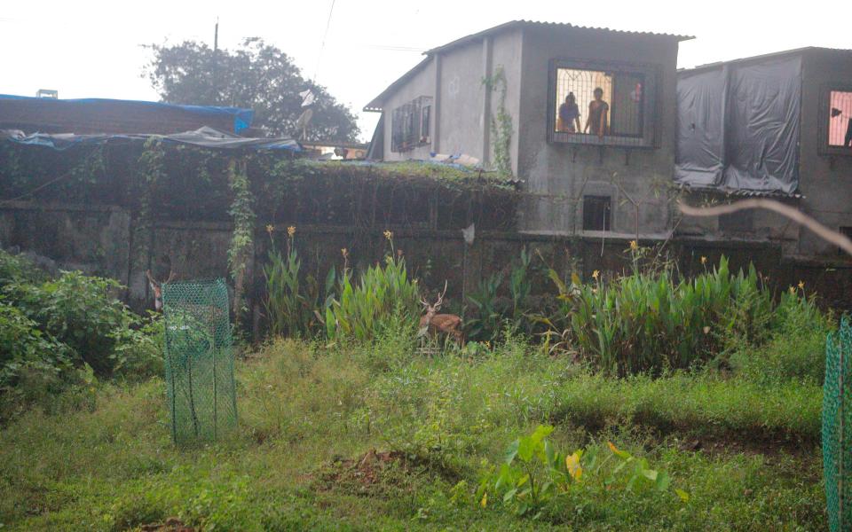 Houses line the park's boundary wall - Subhash Sharma for The Daily Telegraph