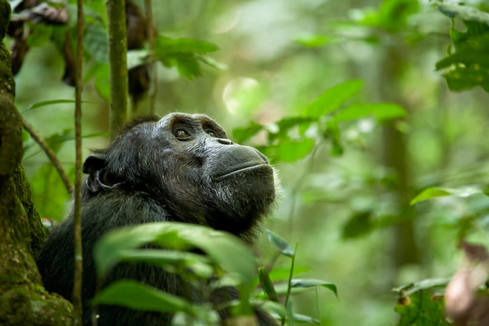 DisneyNature's "Chimpanzee" - 2012