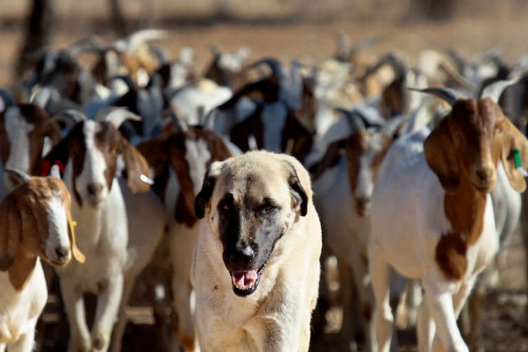 Anatolian Shepherd dog Bonzo leads a herd of goats on Retha Joubert's farm near near Gobabis, east of the capital Windhoek, on August 15, 2013. Five-year old Bonzo is part of the Cheetah Conservation Fund which breeds the dogs near northern city Otjiwarongo