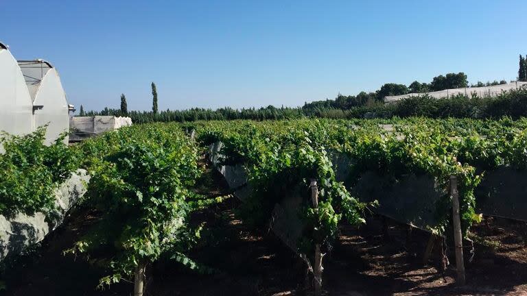 Plantas de la colección de clones de malbec del Vivero Mecier utilizadas en el proyecto Iberogen