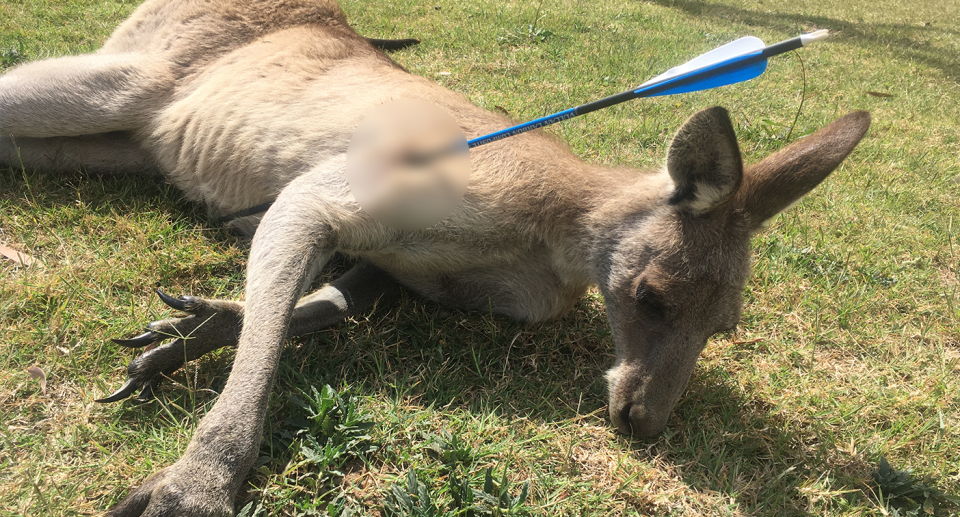 A kangaroo lies on the grass with an arrow through its shoulder.