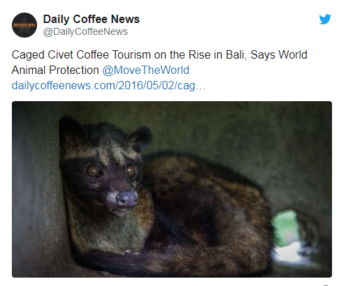 專家曾揭露峇里島農民和咖啡園廠商，幾乎都把椰子狸關在狹窄的籠子裡。（圖／翻攝自Daily Coffee News推特）