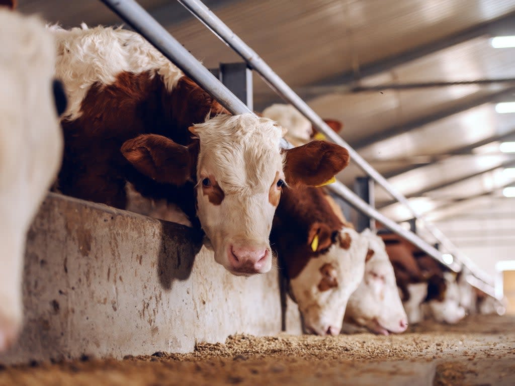 The chief veterinary officer said the infected cow was caught by the government’s strict surveillance programme for BSE   (Getty Images/iStockphoto)