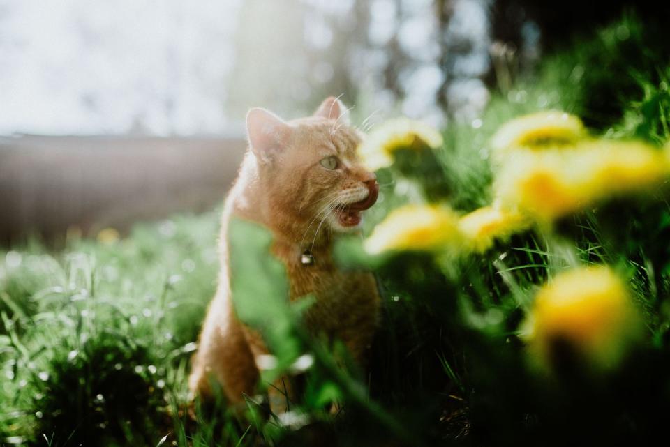 a cat enjoying the sunset