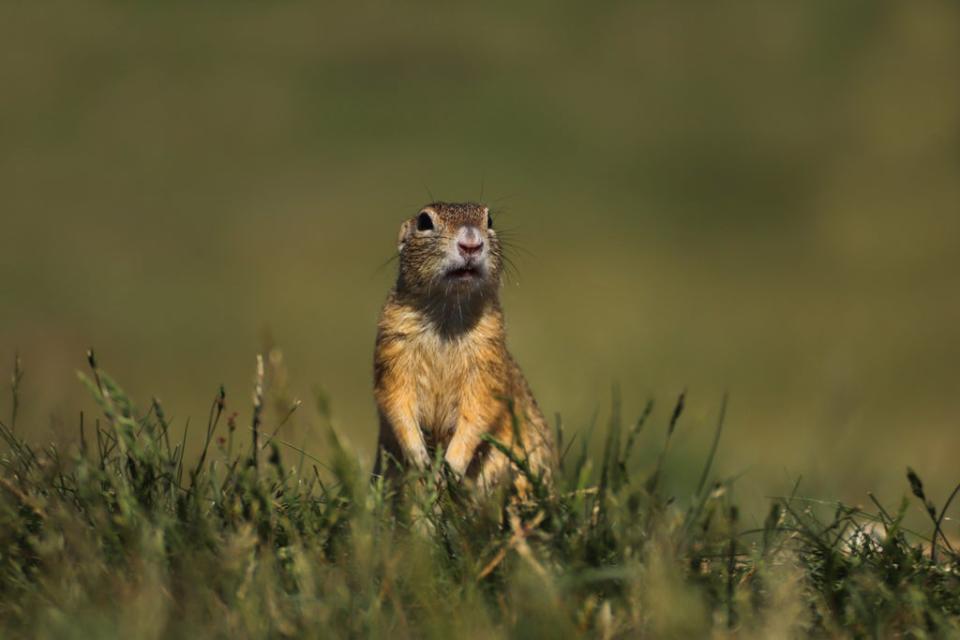 A Utah prairie dog (Getty Images/iStockphoto)