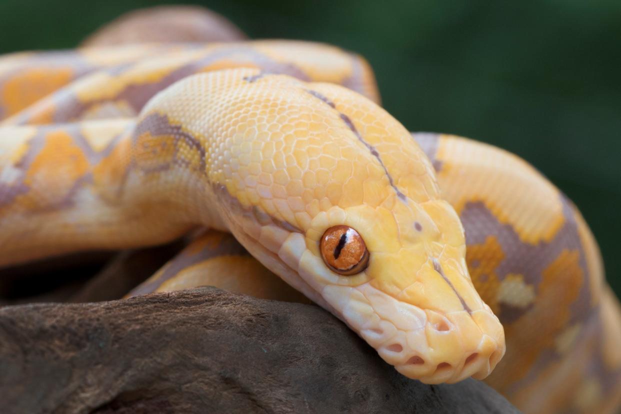 The reticulated python is known to be an excellent swimmer (Getty Images/iStockphoto)