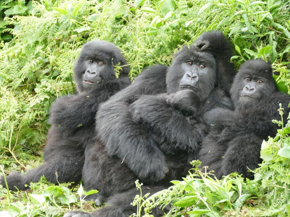 Ubufatanye experienced the loss of her mother and father and the disintegration of her family group before the age of 5. Now 20, she has become a successful mother, raising three offspring. Dian Fossey Gorilla Fund