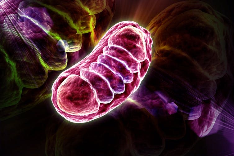 <span class="caption">Suppressing the immune system protects our mitochondria.</span> <span class="attribution"><a class="link " href="https://www.shutterstock.com/image-illustration/digital-illustration-mitochondria-colour-background-255109180?src=O-u9LHsAO6haC07Few8OpA-1-7" rel="nofollow noopener" target="_blank" data-ylk="slk:Raj Creationzs/Shutterstock;elm:context_link;itc:0;sec:content-canvas">Raj Creationzs/Shutterstock</a></span>