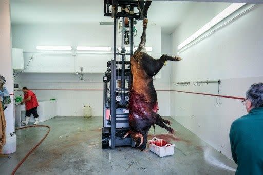 Funcionários colocam uma bacia por baixo do animal para evitar que ele continue a manchar o chão (AFP)