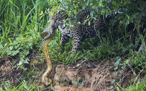 jaguar v snake  - Credit: Chris Brunskill Ltd/Getty