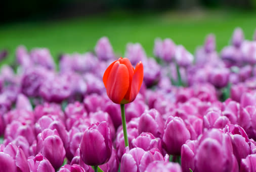 Lo menos conocido de la primavera